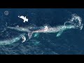 3 Gray Whales 'Play' With Dolphins and Sea Lions | Capt. Dave's Whale Watching