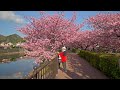 4K HDR Japan Cherry Blossoms - Kawazu Sakura