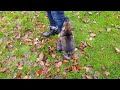 Male german shepherd puppy aiming for the leg