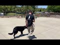My Dog Goes Crazy Around Other Dogs - How to get Predictable Behavior with a Unique Leash Method.