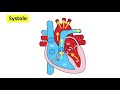 Major organ functions & anatomy 👫| Quick & easy learning video