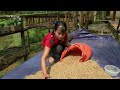 How To Harvest Upland Sticky Rice - Bring Upland Rice Go To Market Sell, Free Bushcraft