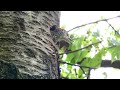 GreenWoodpeckerMeisino - Catching Birds within the Trees - FULL