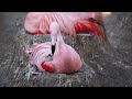 Dad feeds flamingo chick