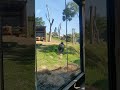 The King Gorilla at the Werribee Open Range Zoo!! 🦍 Attacked the glass twice!! 😯