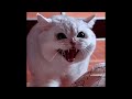 Funniest Cats and Dogs 2024 🐶 You Laugh You Lose 😍  Part 203