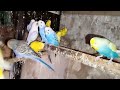 budgies parrot (बजरी पैरट तोते ) parrots#birds #trandingvideo