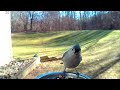 Birds in Michigan-Nuthatches and Titmouse 2-18-17