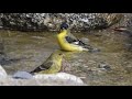 Lesser Goldfinches play in a stream