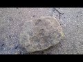 River RockHounding | Kankakee River State Park | THREE Trilobites Fossils on ONE Rock!