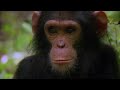 The Story of a Young Chimp Becoming a Tough Leader | Our World