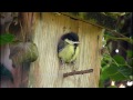 Great Tits Fledging 2015