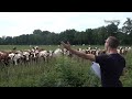 Live Burp Concert in Front of Cows