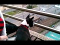 Frida at the balcony