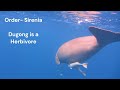 Difference between Sea lion, Seal, Walrus, Dugong (Sea Cow) and Manatee  | All Confusion Cleared
