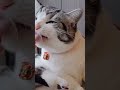 OMG! So Cute Cats 🥰 Funny and Cute Cats ❤444🐱 MEOW TV #Shorts