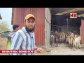 Khassi Sojat & Gujri Goats Bakra Mandi 2024 |  Bakra Eid Goats Lot