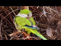 Clips & Soundtrack Of Wild Parakeets