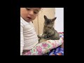 New Cats Videos 2024 😹 Funny Cat Videos − Funny Cats