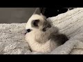 6 Minutes of Siamese Kitten being Adorable