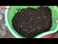 Thu hoạch và bón phân cho cây Táo Thái trồng chậu | Nha Minh Vlog