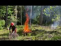 Wrecking The Forest Makes Animals Happy