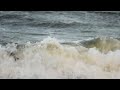 Grey Phalarope