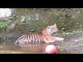 Harimau Sumatera Mandi Pagi - Taman Margasatwa Ragunan Jakarta