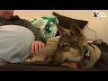 Dog Always Tucked His Tail Between His Legs Until... | The Dodo