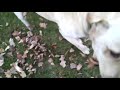 KODY AND THE LEAF PILE -- 2012.10.22