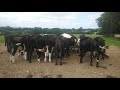 Calf rearing and calf pneumonia