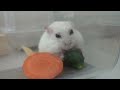 モグモグ白ハムのみっちゃん＃ジャンガリアン＃ハムスター＃hamster