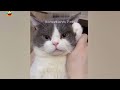 FUNNIEST CAT AND DOG VIDEOS 2023 #34
