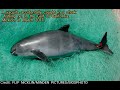 Vaquita: RAREST animal on Earth  (Facts & info)