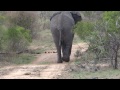 Elephant threatens to charge when we're stopped for coffee