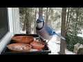 Blue jay's surprised by the flavor of first time mealworm.