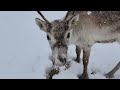 Reindeer Enjoying The Snow