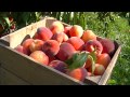 Picking Peaches for the Labor Day Weekend Market