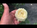 A Visit to Eastcroft Roses | The sales field | Rose Garden Tour | July