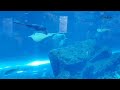 Dubai Aquarium Dubai mall 🐳🐟🐋🐬|اكبر حوض أسماك ممكن ان تراه دبى اكواريوم