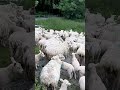 sheep in nature