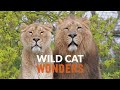 African vs Asiatic LIONS | Wild Cat Wonders | Episode 6