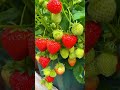 Bikin buah strawberry berbuah lebat dan brutal!#tanduria #tipstanduria #strawberry #caramenanam