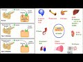 Insulin Resistance