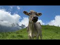 Life in a Swiss Alpine village | Heavy rain fell while cows were grazing outside the farm!!