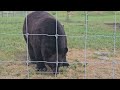 BEAR 🐻 #wildlifepark #wildlife #bear #animals #amazing #shorts #shorts #bear #grizzlies #viral