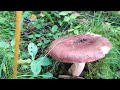 Where the sound of trembling is heard! Mushroom hike on the slopes of the Carpathian Polony