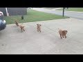 Puppy playtime! The dogs know where the yard boundary is. Thompson's Proverb's Poodles are the BEST!