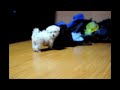Cute Japanese Spitz Puppy