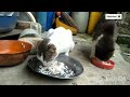 KUCING KUCING KAMPUNG